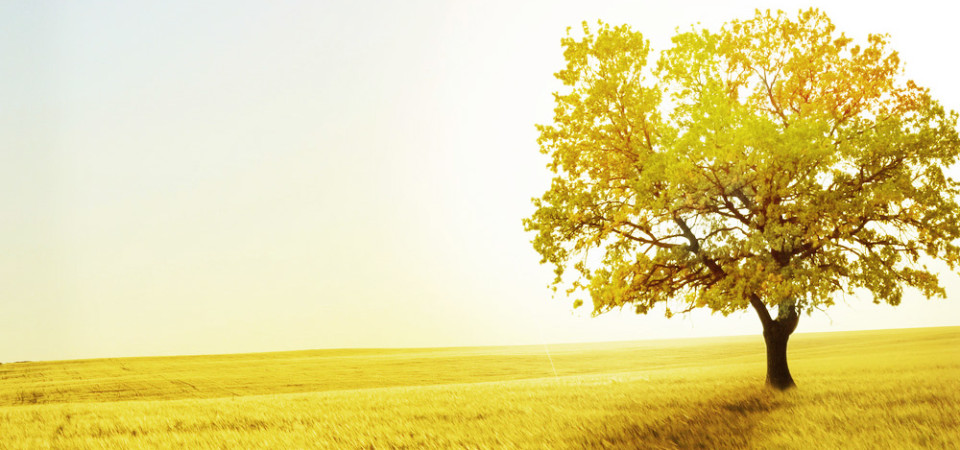 shutterstock_60985018
